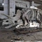 Mostra Scheletro di dinosauro di Jurassic Park, repliche di ossa di dinosauro