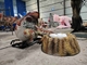 Velociraptor Animatronic del parco a tema del robot realistico adulto del dinosauro