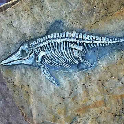comprare Repliche dell'osso di dinosauro del centro commerciale, crani fossili della replica del dinosauro online manufacture