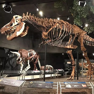 comprare Replica di scheletro di dinosauro resistente alle intemperie / repliche di ossa di dinosauro online manufacture
