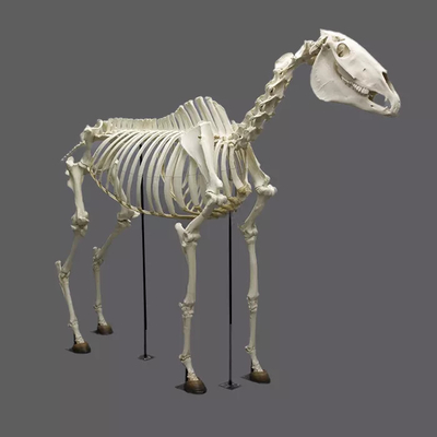 comprare Replica di fossili di scheletro di dinosauro a grandezza naturale impermeabili / resistenti al sole online manufacture