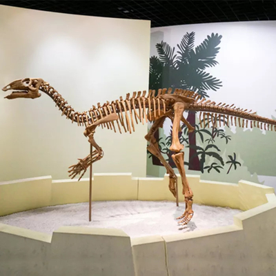 comprare Centro commerciale Dimensioni della replica dello scheletro di dinosauro Fossile di teschio di dinosauro personalizzabile online manufacture